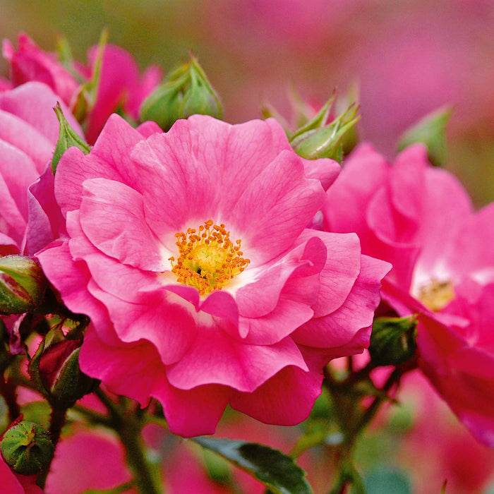 Rose ‘Flower Carpet Pink Supreme’ (Ground Cover Rose)