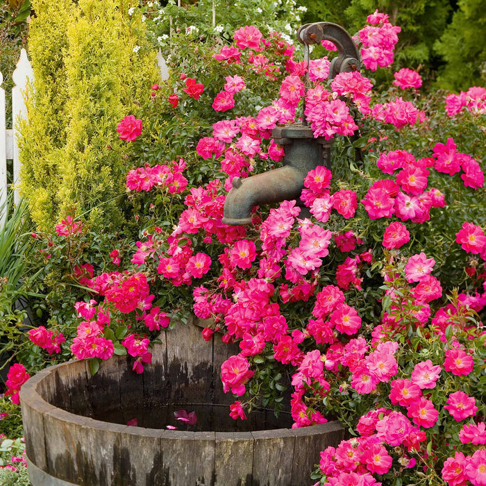 Rose ‘Flower Carpet Pink Supreme’ (Ground Cover Rose)