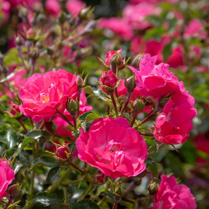 Rose ‘Flower Carpet Pink Supreme’ (Ground Cover Rose)