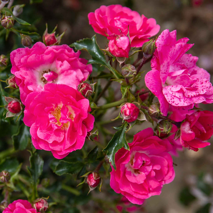 Rose ‘Flower Carpet Pink Supreme’ (Ground Cover Rose)