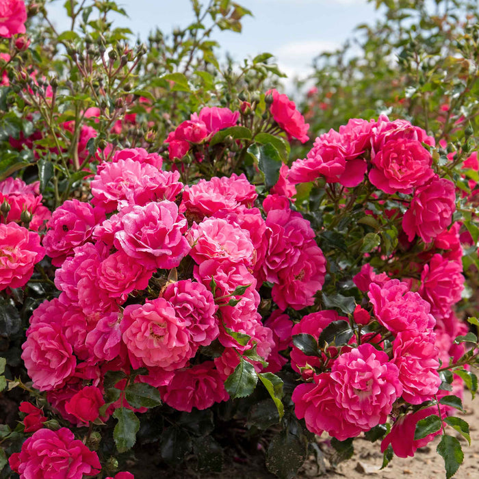 Rose ‘Flower Carpet Pink Supreme’ (Ground Cover Rose)