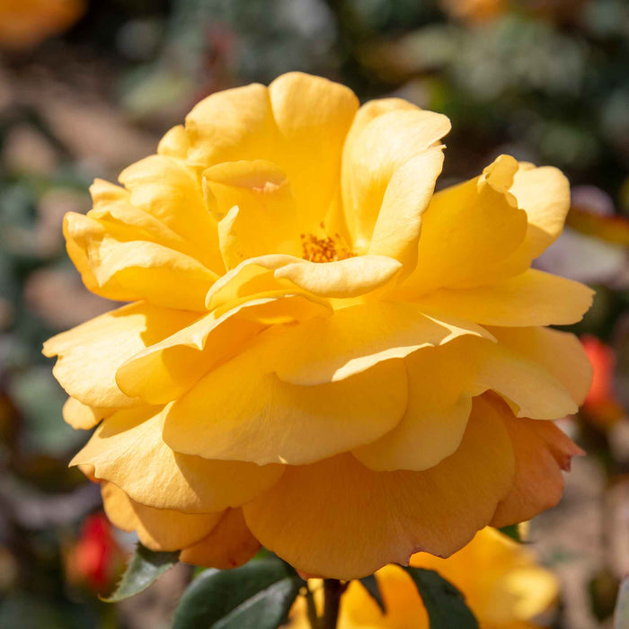 Rose ‘Golden Delicious’ (Floribunda Rose)