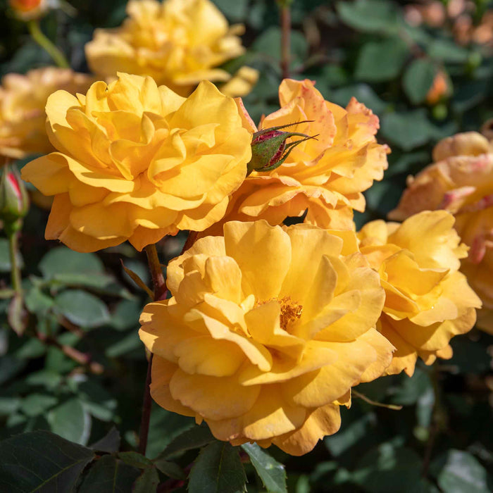 Rose ‘Golden Delicious’ (Floribunda Rose)
