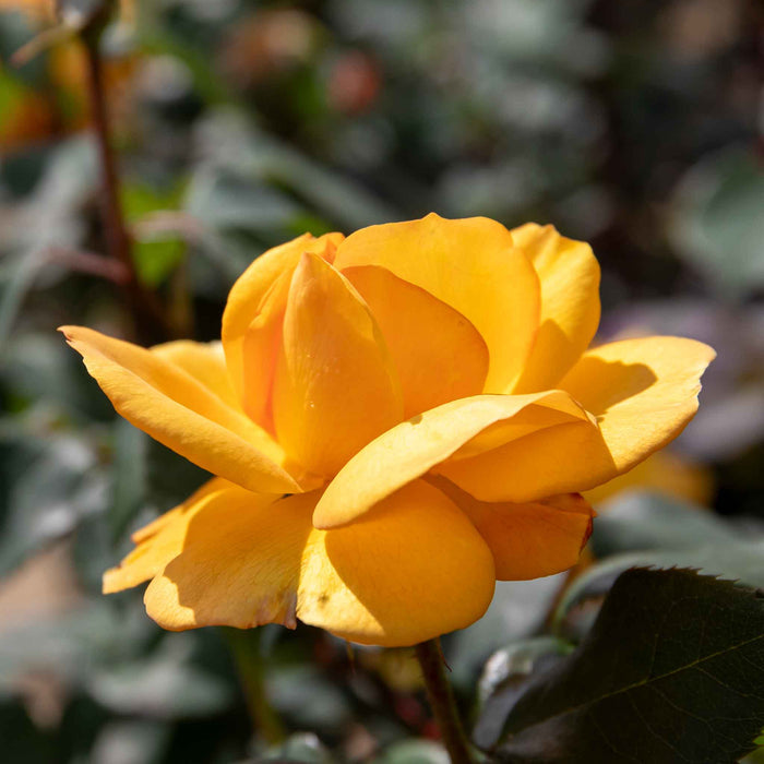 Rose ‘Golden Delicious’ (Floribunda Rose)