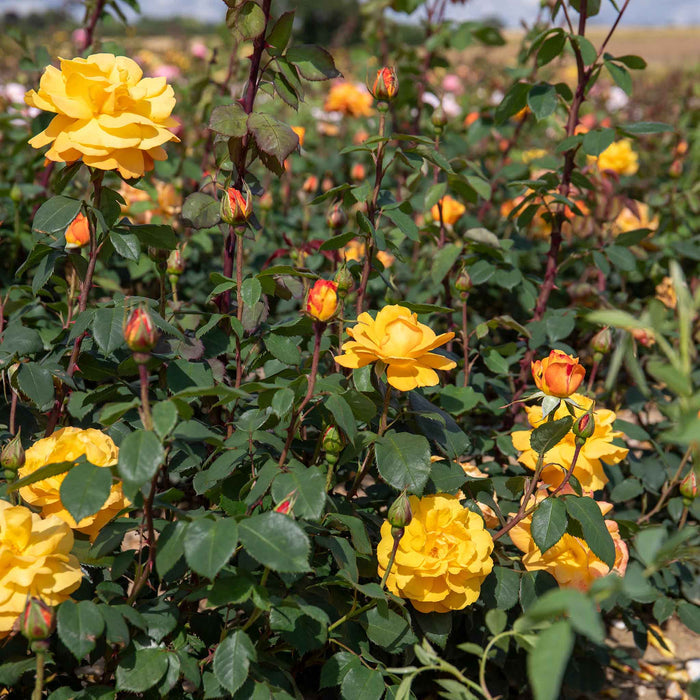 Rose ‘Golden Delicious’ (Floribunda Rose)