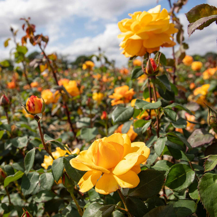 Rose ‘Golden Delicious’ (Floribunda Rose)