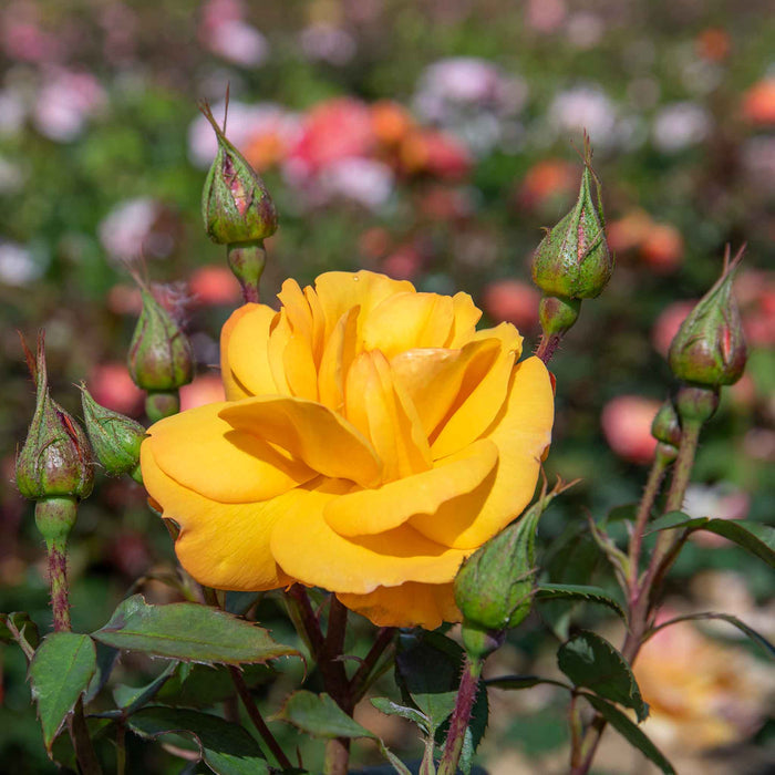 Rose ‘Golden Delicious’ (Floribunda Rose)