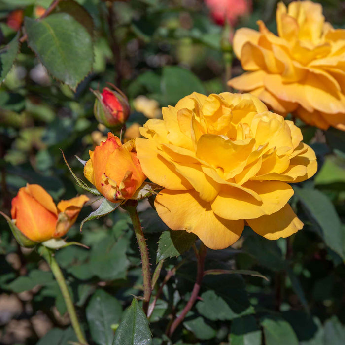 Rose ‘Golden Delicious’ (Floribunda Rose)
