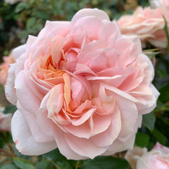 Rose ‘Joie du Vivre’ ROTY 2011 (Floribunda Rose)