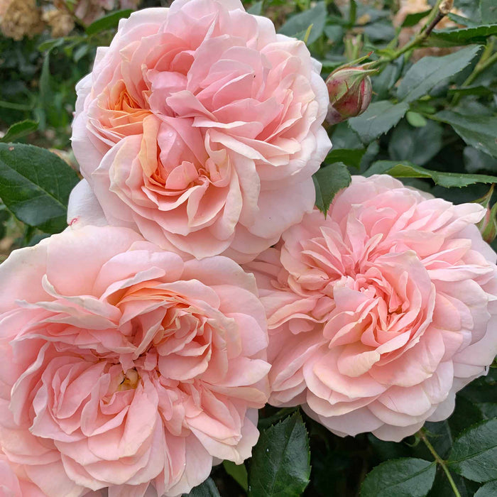 Rose ‘Joie du Vivre’ ROTY 2011 (Floribunda Rose)
