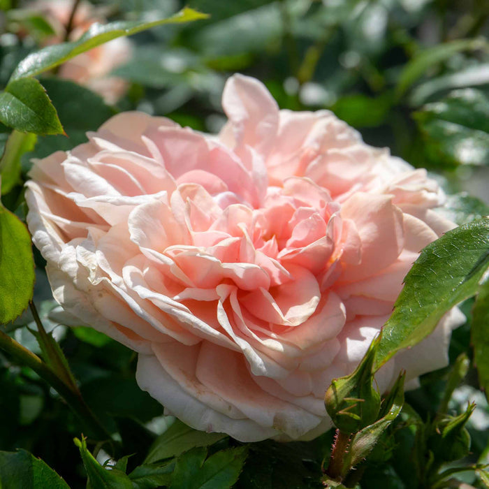 Rose ‘Joie du Vivre’ ROTY 2011 (Floribunda Rose)