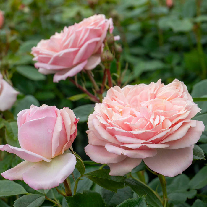 Rose ‘Joie du Vivre’ ROTY 2011 (Floribunda Rose)