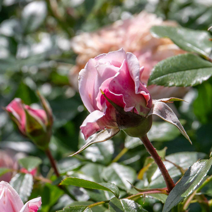 Rose ‘Joie du Vivre’ ROTY 2011 (Floribunda Rose)