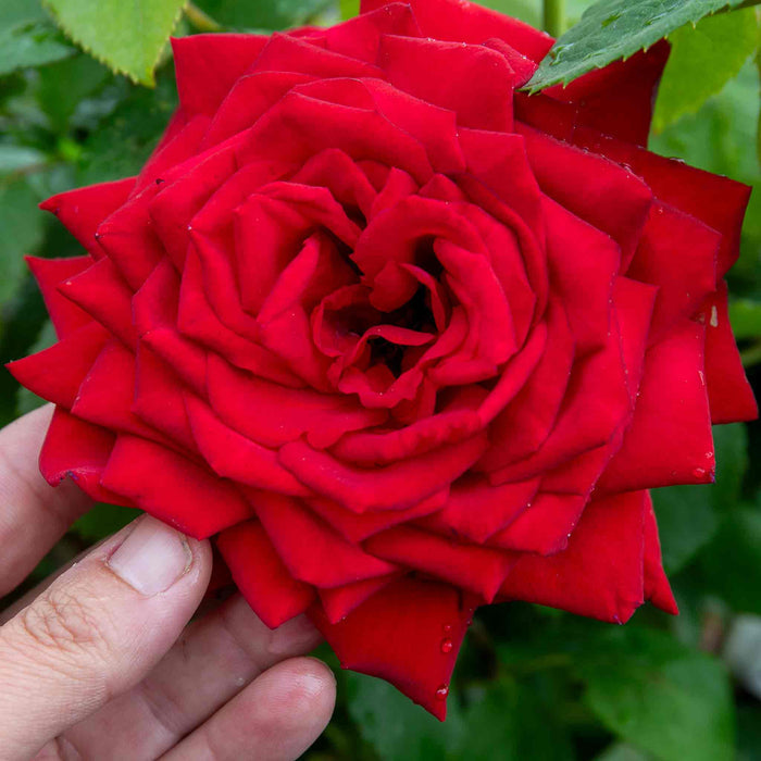 Rose ‘Loving Memory’ (Hybrid Tea Rose)