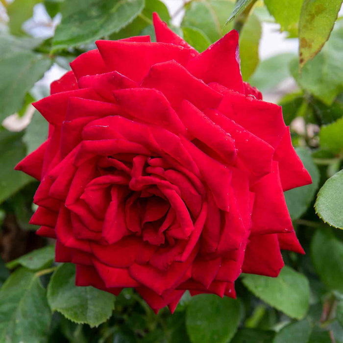 Rose ‘Loving Memory’ (Hybrid Tea Rose)