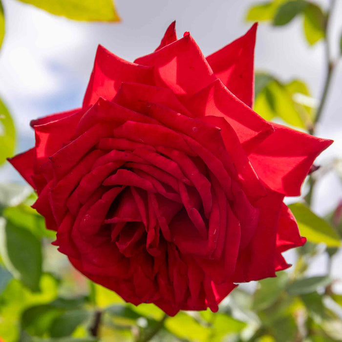 Rose ‘Loving Memory’ (Hybrid Tea Rose)