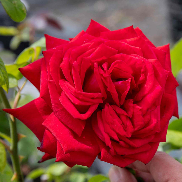 Rose ‘Loving Memory’ (Hybrid Tea Rose)