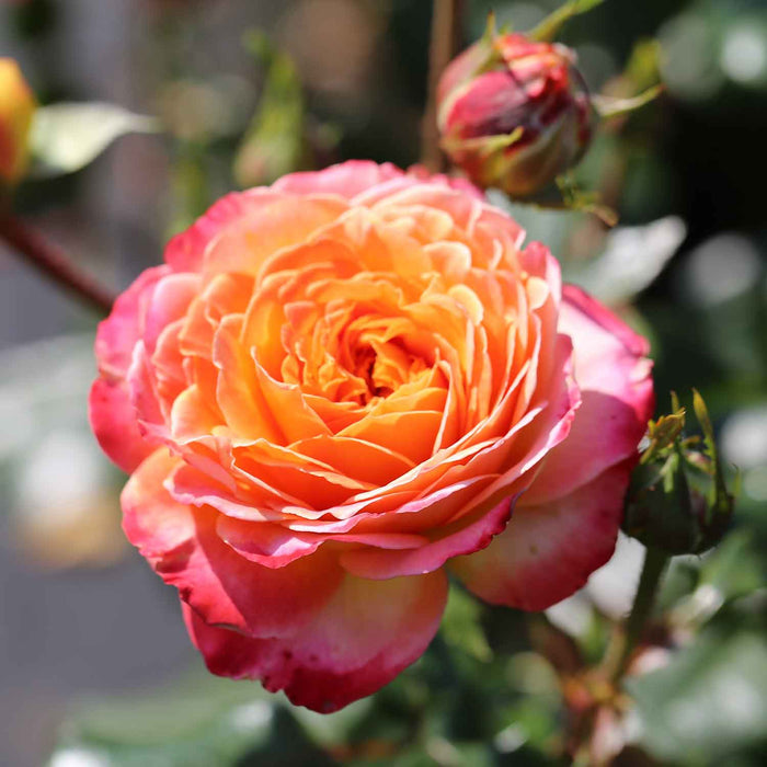Rose ‘Meteor’ ROTY 2024 (Floribunda Rose)