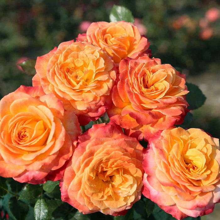 Rose ‘Meteor’ ROTY 2024 (Floribunda Rose)