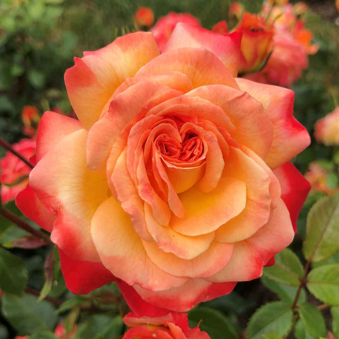 Rose ‘Meteor’ ROTY 2024 (Floribunda Rose)