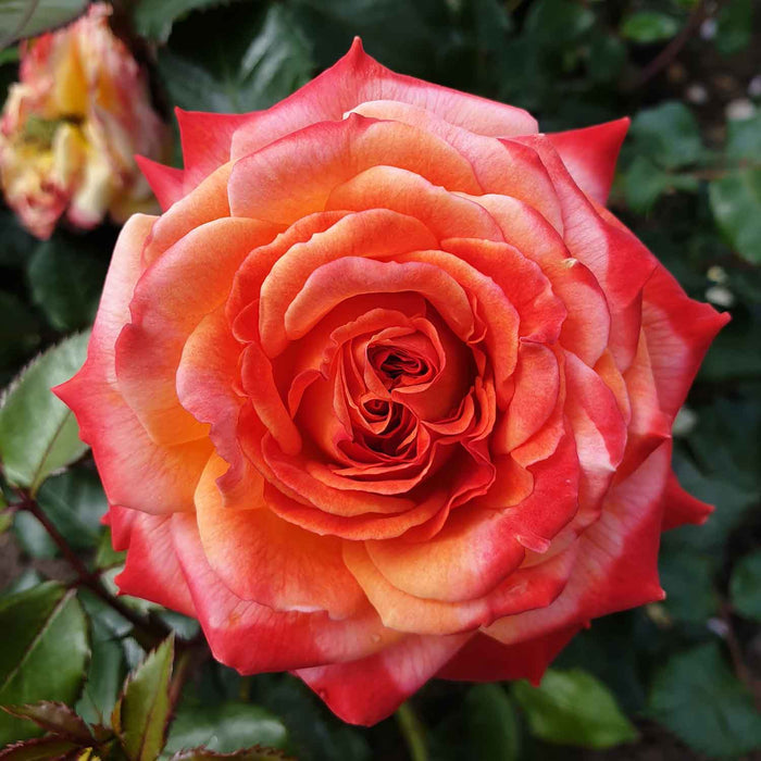 Rose ‘Meteor’ ROTY 2024 (Floribunda Rose)