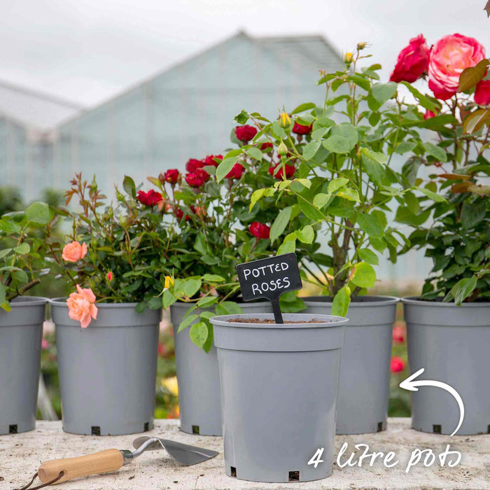 Rose ‘Meteor’ ROTY 2024 (Floribunda Rose)