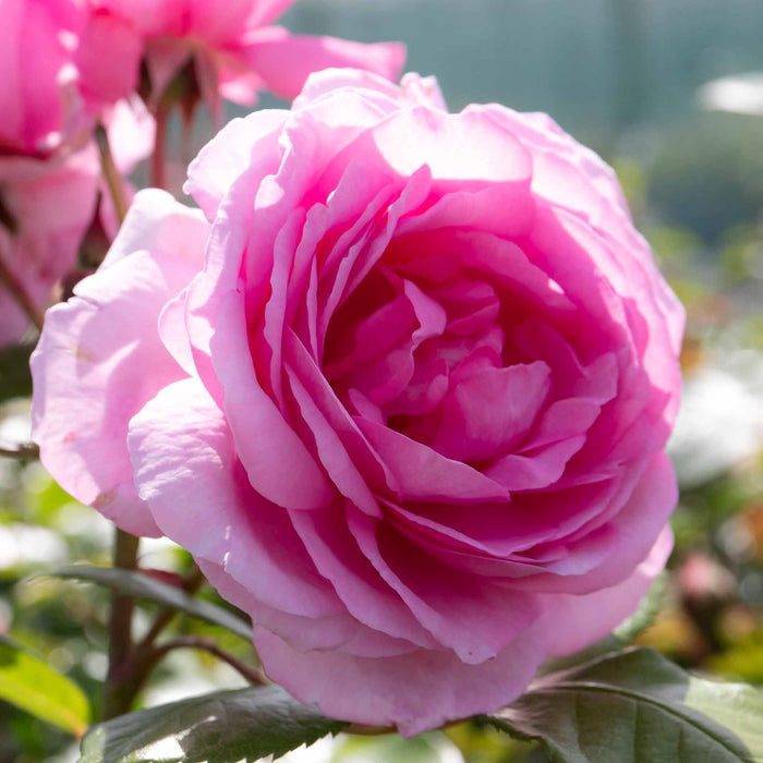 Rose ‘Mum in a Million’ (Hybrid Tea Rose)
