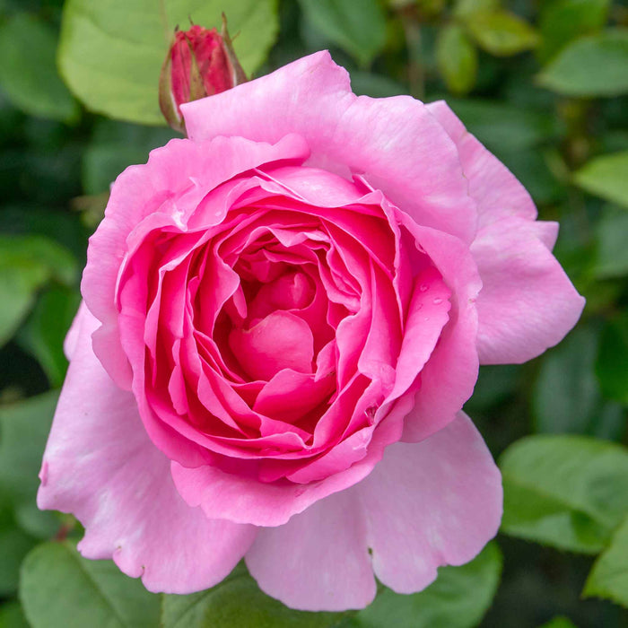 Rose ‘Mum in a Million’ (Hybrid Tea Rose)