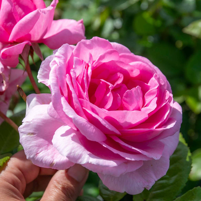 Rose ‘Mum in a Million’ (Hybrid Tea Rose)