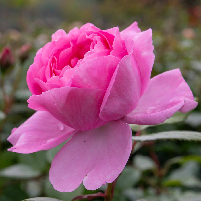Rose ‘Mum in a Million’ (Hybrid Tea Rose)