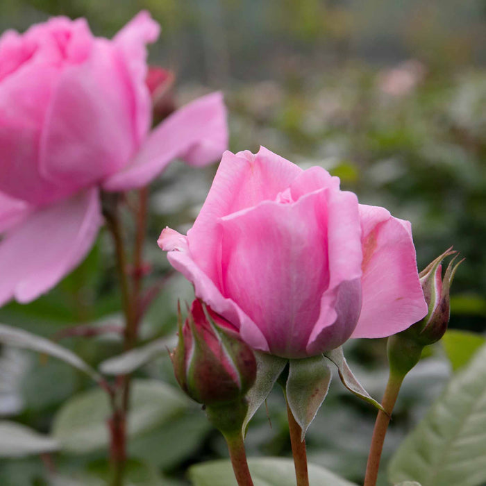 Rose ‘Mum in a Million’ (Hybrid Tea Rose)