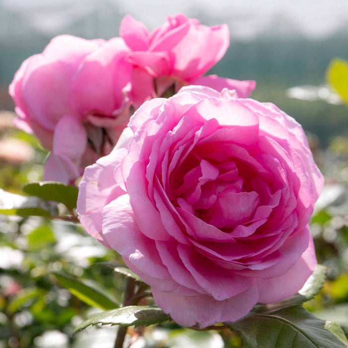 Rose ‘Mum in a Million’ (Hybrid Tea Rose)