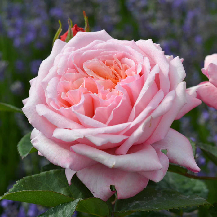 Rose Never Ending Story