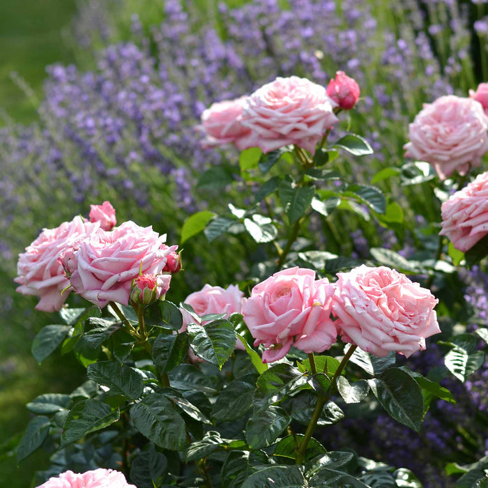 Rose Never Ending Story