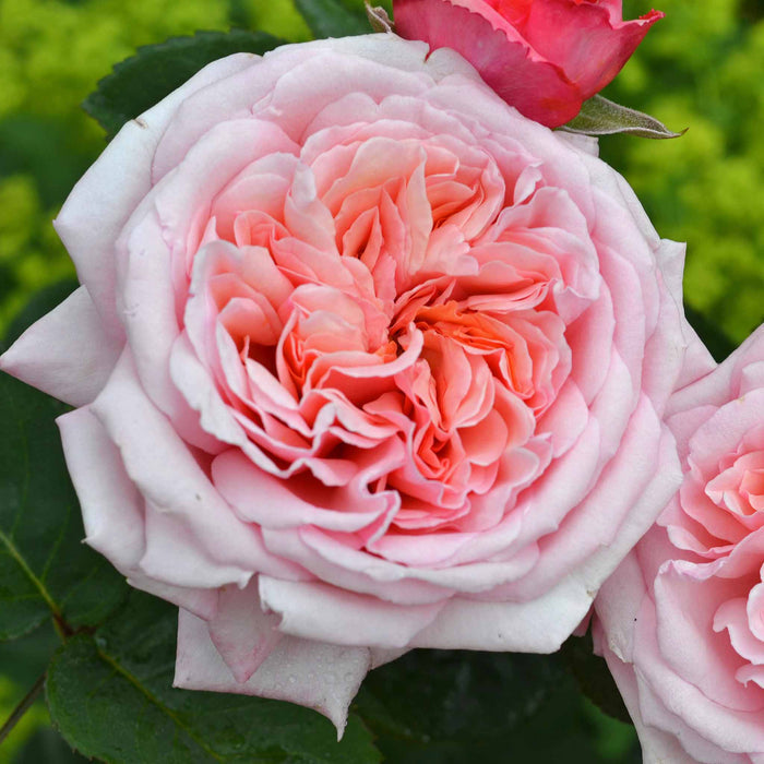 Rose Never Ending Story