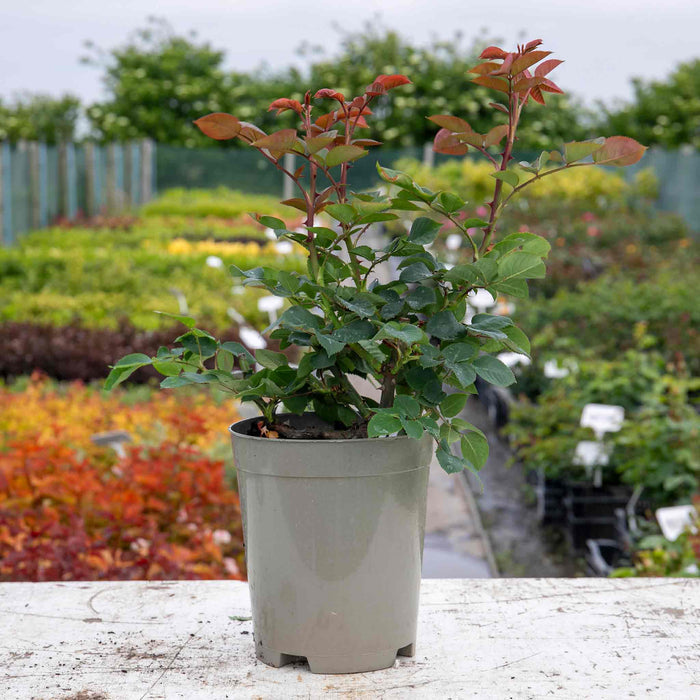 Rose ‘Never Ending Story’ (Hybrid Tea Rose)
