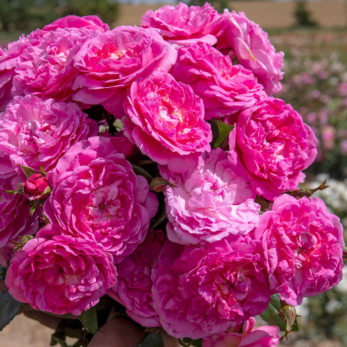 Rose ‘Orchid Romantica’ (Romantica)