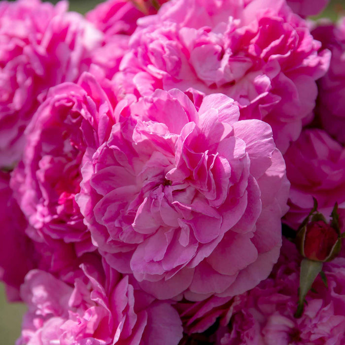 Rose ‘Orchid Romantica’ (Romantica)