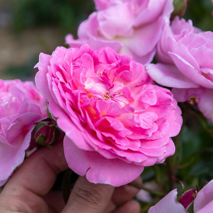 Rose ‘Orchid Romantica’ (Romantica)