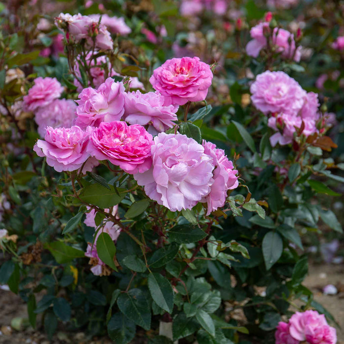 Rose ‘Orchid Romantica’ (Romantica)