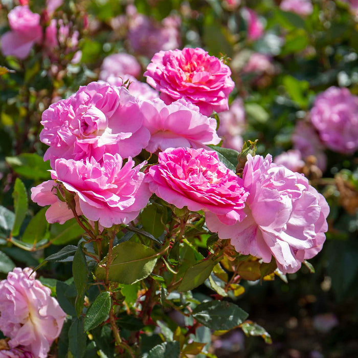 Rose ‘Orchid Romantica’ (Romantica)