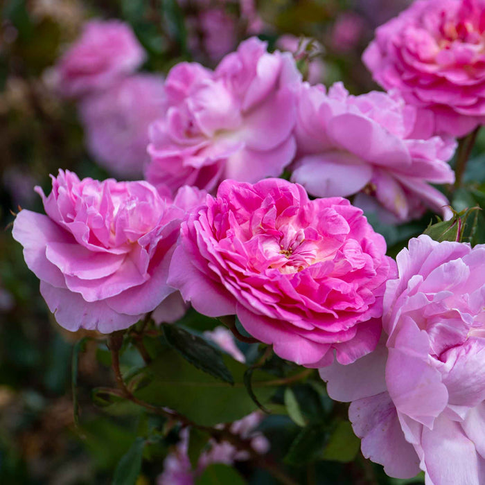 Rose ‘Orchid Romantica’ (Romantica)