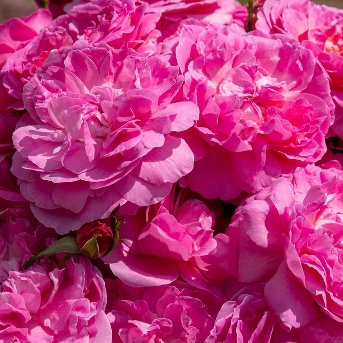 Rose ‘Orchid Romantica’ (Romantica)