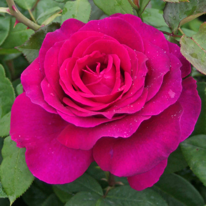 Rose ‘Pure Poetry’ (Hybrid Tea Rose)