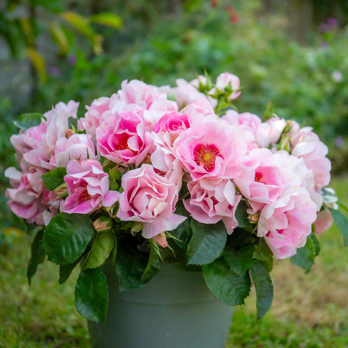 Rose ‘SEE YOU in Rosé’ (Floribunda Rose)