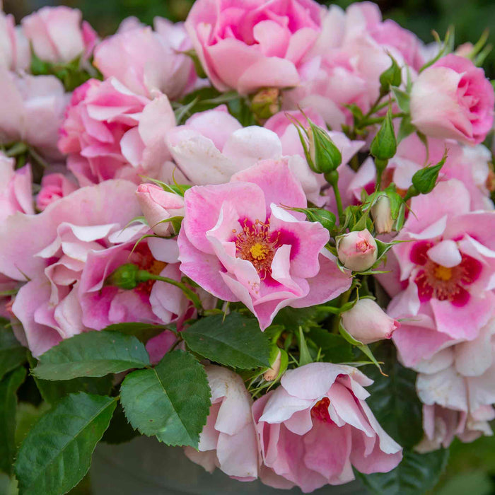 Rose ‘SEE YOU in Rosé’ (Floribunda Rose)