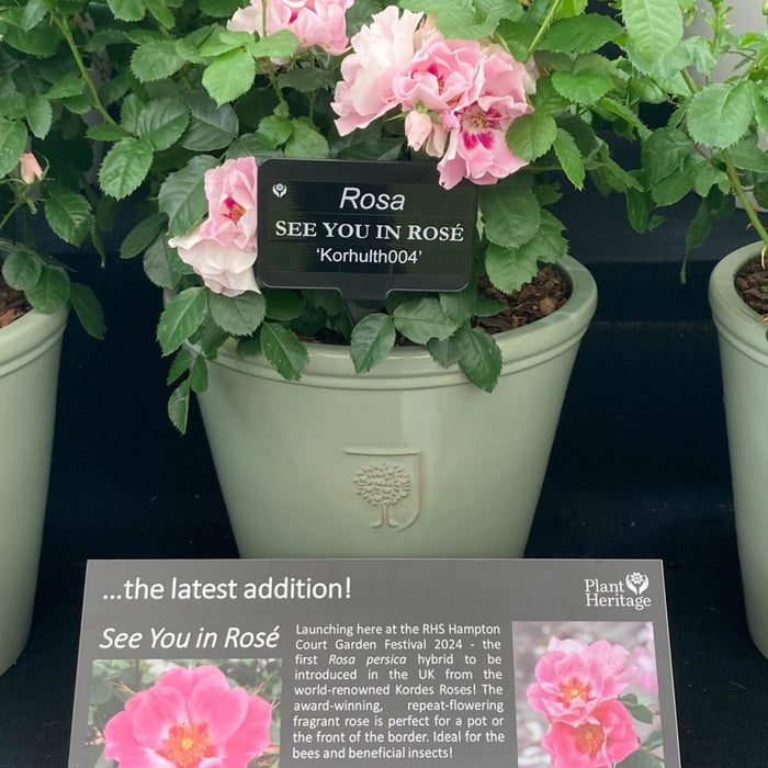 Rose SEE YOU® In Rosé at Hampton Court