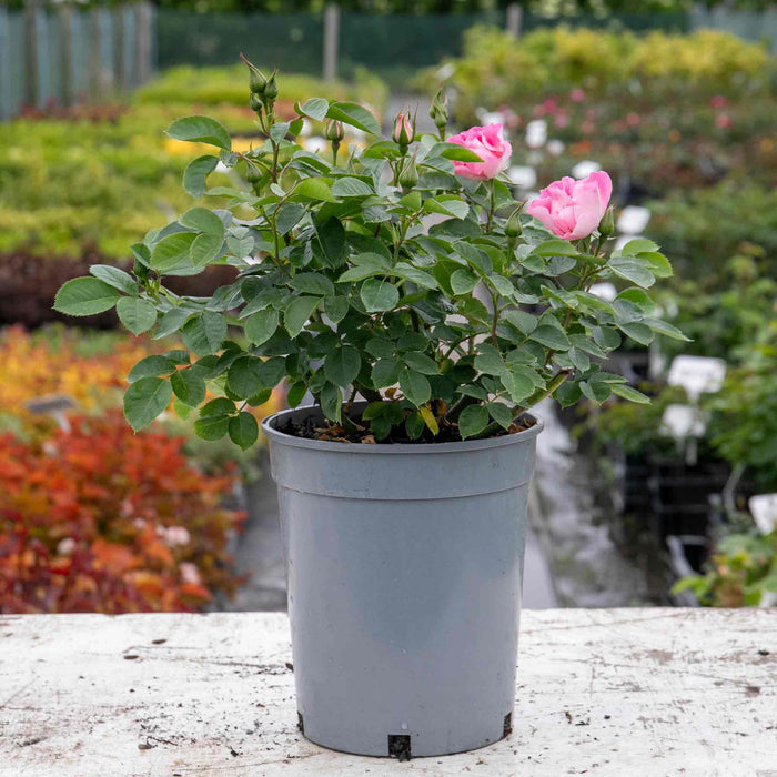 Rose ‘SEE YOU in Rosé’ (Floribunda Rose)