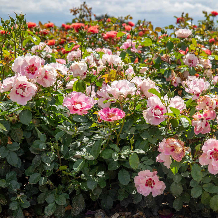 Rose ‘SEE YOU in Rosé’ (Floribunda Rose)