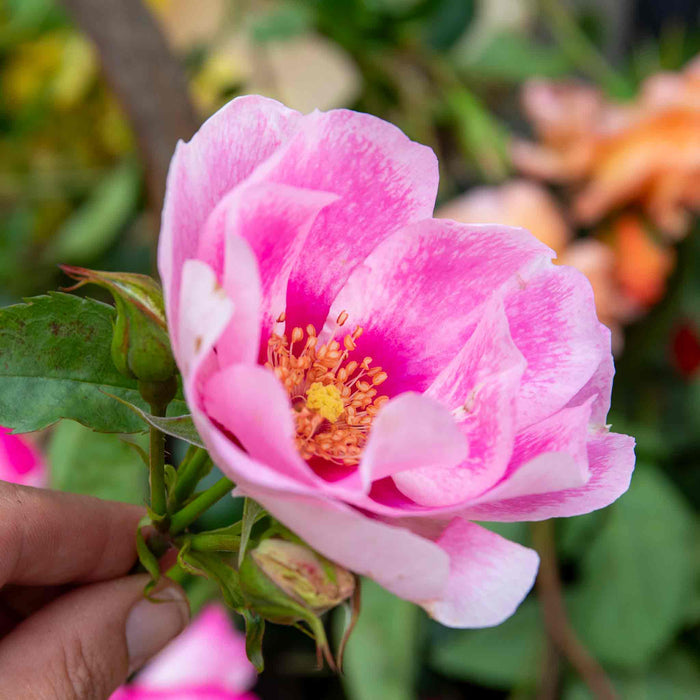 Rose ‘SEE YOU in Rosé’ (Floribunda Rose)